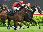 Black Ice<br>Photo by Singapore Turf Club